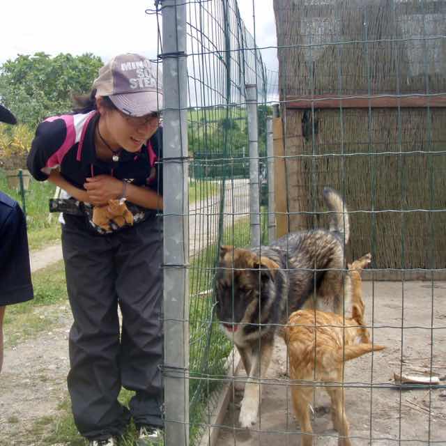 530 スペイン巡礼 サモス 1犬ゲージ