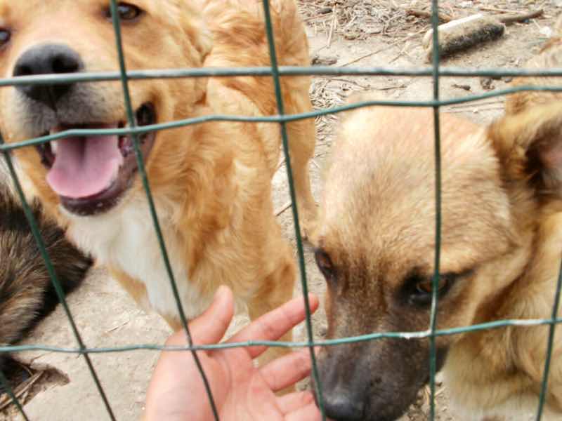 530 スペイン巡礼 サモス 田舎道 犬2匹