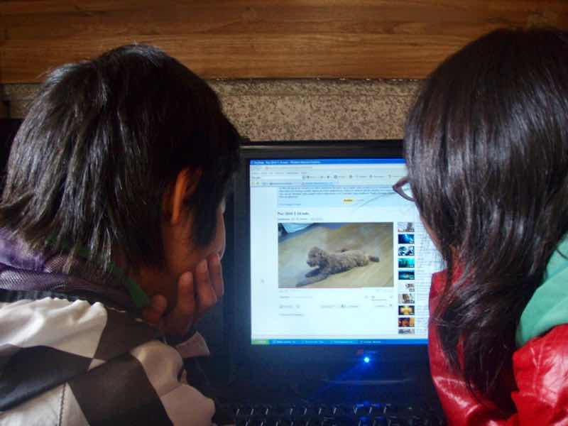 529 カミーノトリアカステーリャ　メール犬