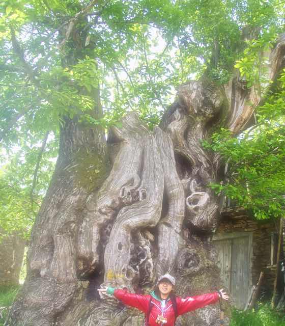 528 カミーノ　トリカステーリャ　栗の木1