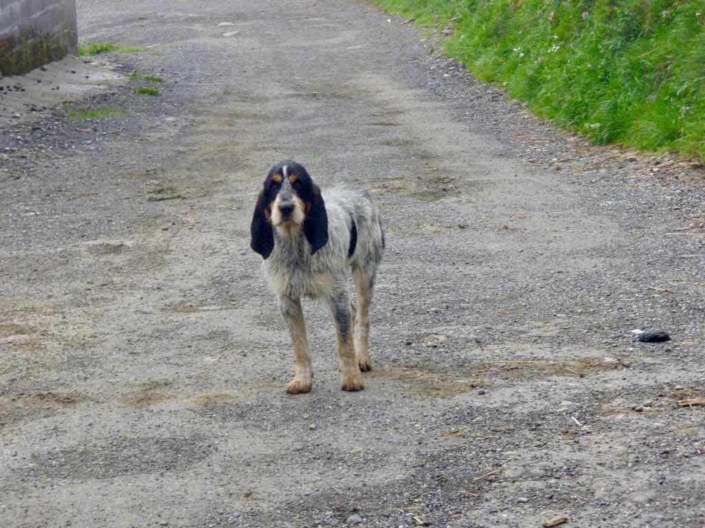 528 カミーノ トリカステーリャ 犬垂れ耳