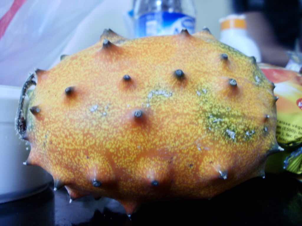 モロッコ　食用サボテン