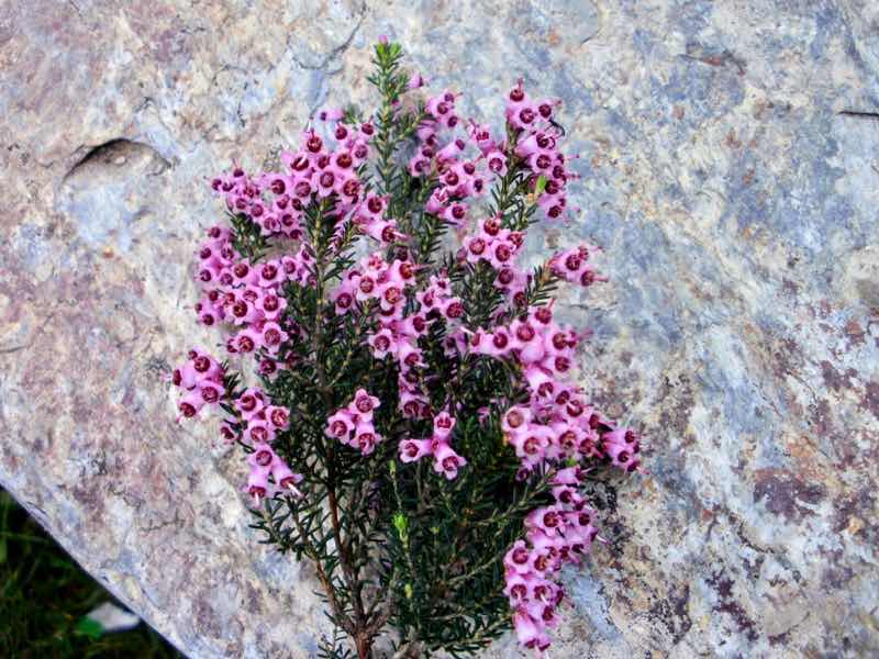 527 カミーノ　オスピタルデコンデサ　ピンク花