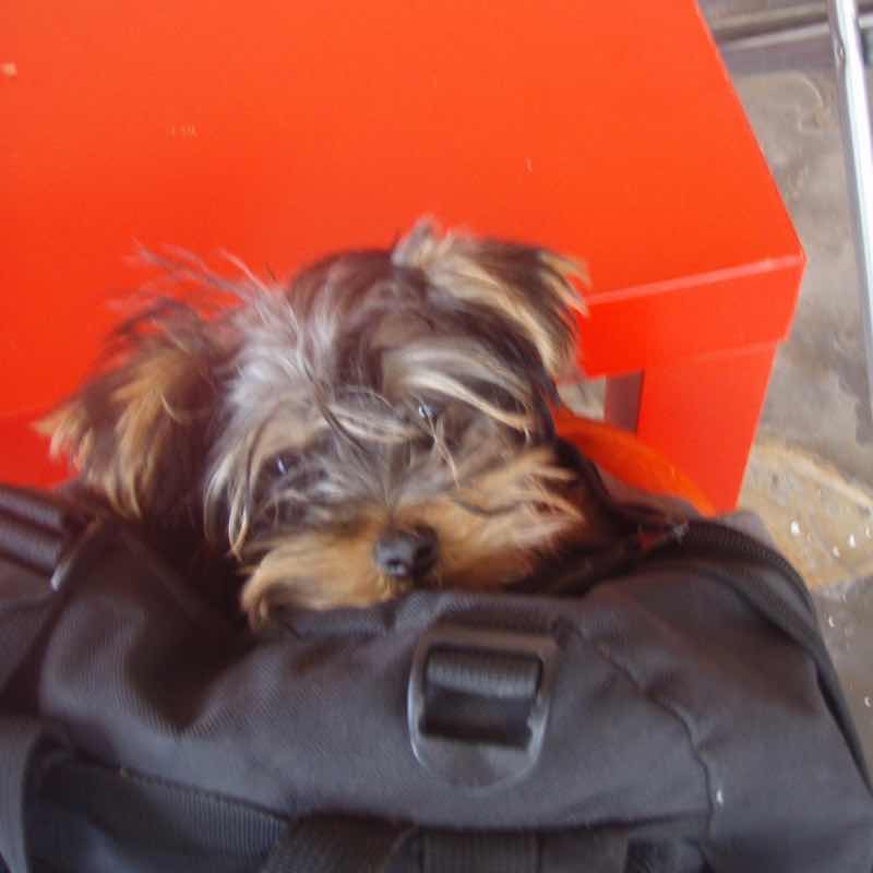 530 スペイン巡礼 サモス 田舎道 サンマメ犬リュック