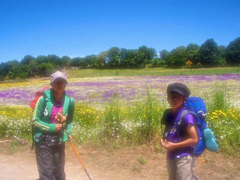 531Camino flower landscape バルバデロ お花畑 12