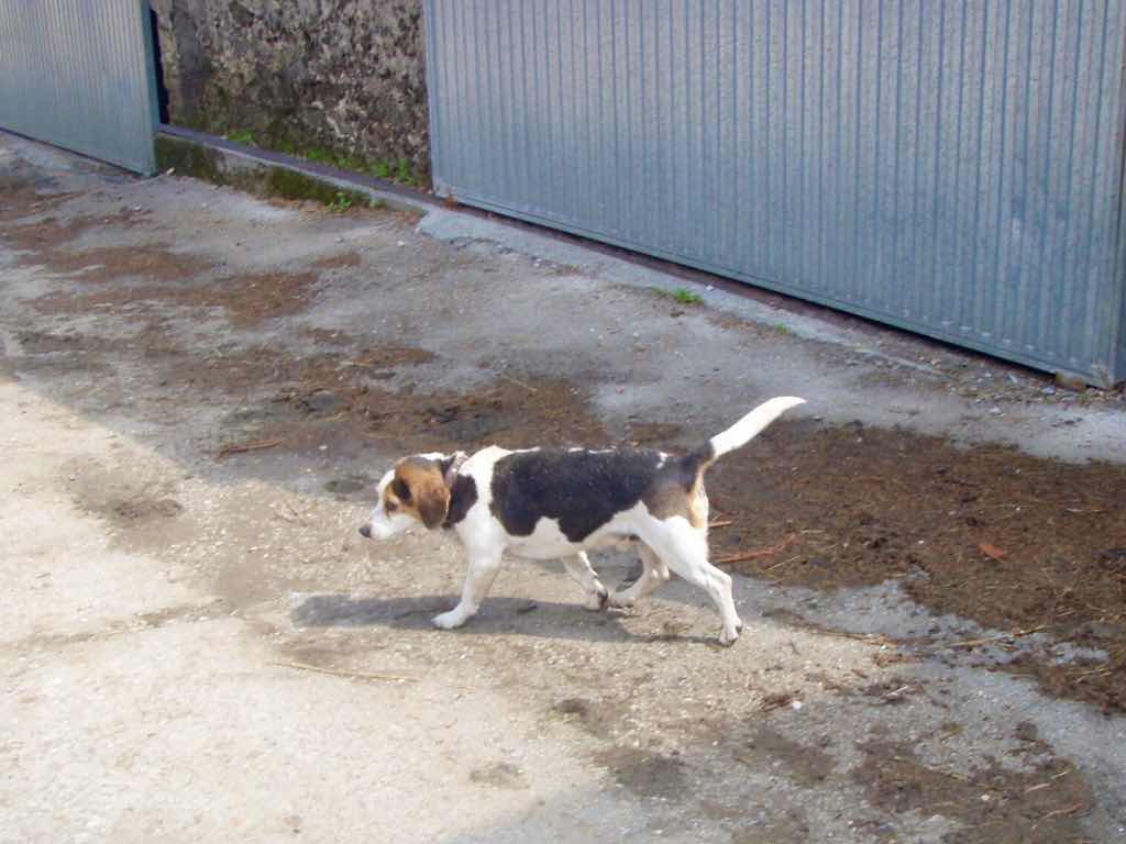 Dog カミーノは犬パラダイス 子連れサンティアゴ巡礼 カミーノkumi3ブログ