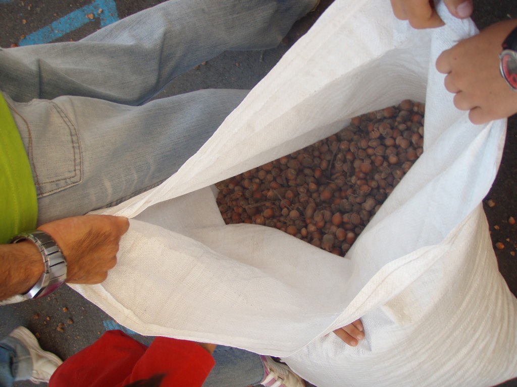 地中海　スペイン　メノルカ島　ヘーゼルナッツ