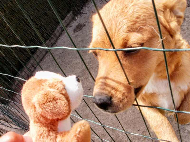 530 スペイン巡礼 サモス 田舎道 犬とぬいぐるみ