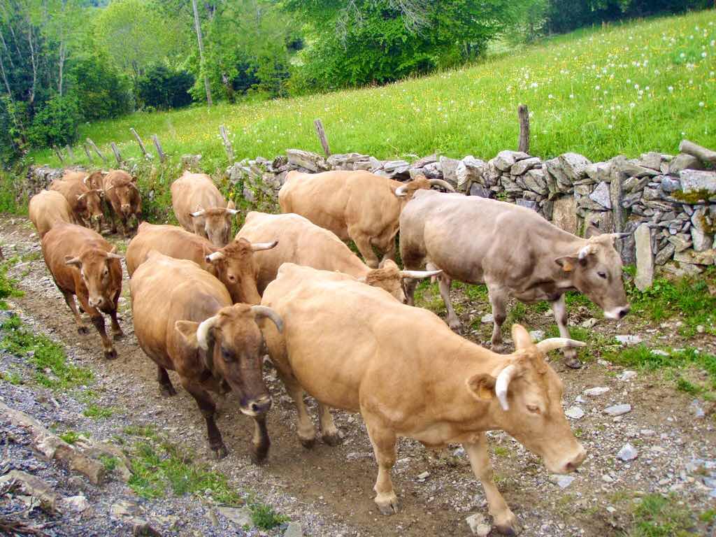 527 カミーノ　オスピタルデコンデサ　牛軍団