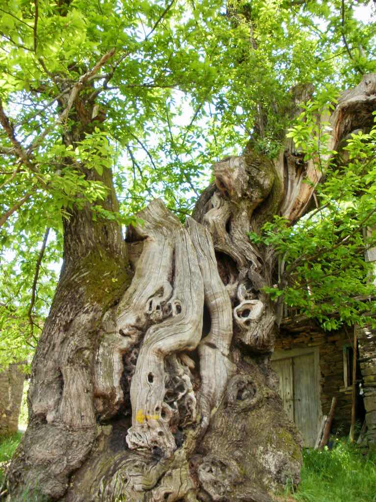 528 カミーノ　トリカステーリャ　栗の木