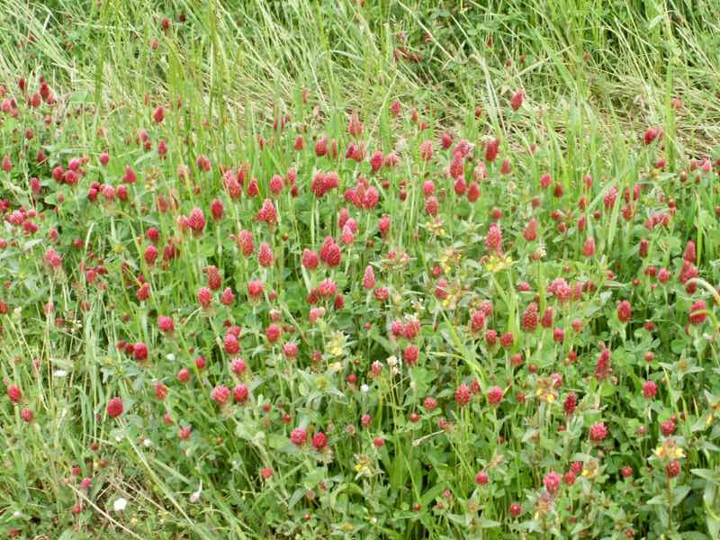 528 カミーノ　トリカステーリャ　赤い花　風景