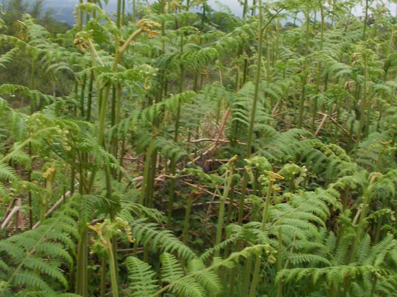 527 カミーノ　オスピタルデコンデサ　ゼンマイアーモンド