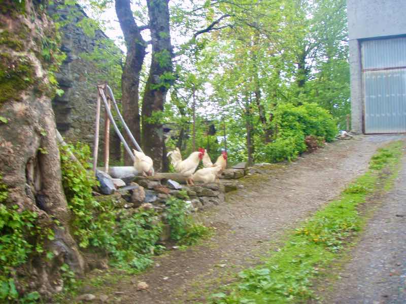 527 カミーノ　オスピタルデコンデサ　ニワトリ