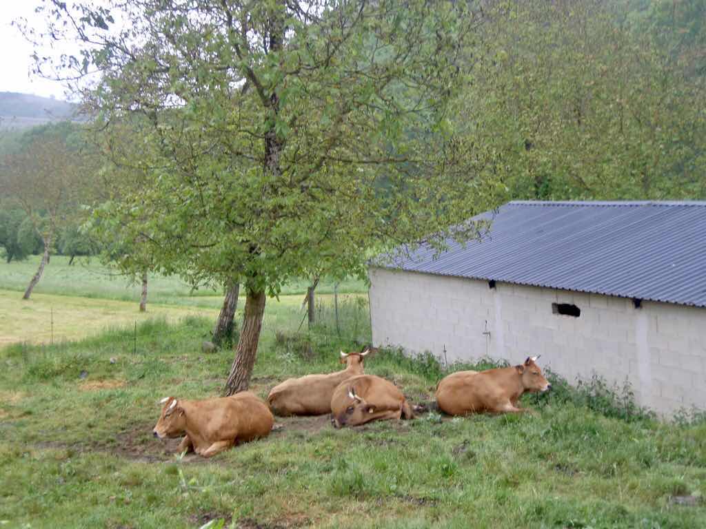 526 カミーノ　ルイテラン　牛多数