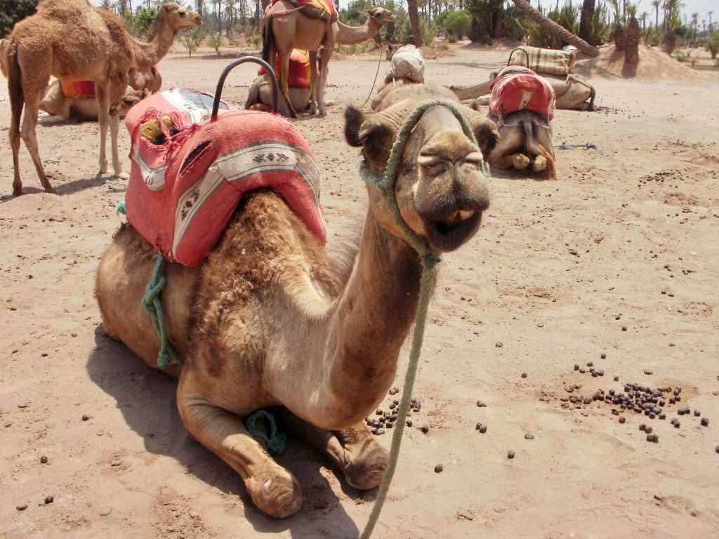 モロッコ　カサブランカ　観光ラクダ