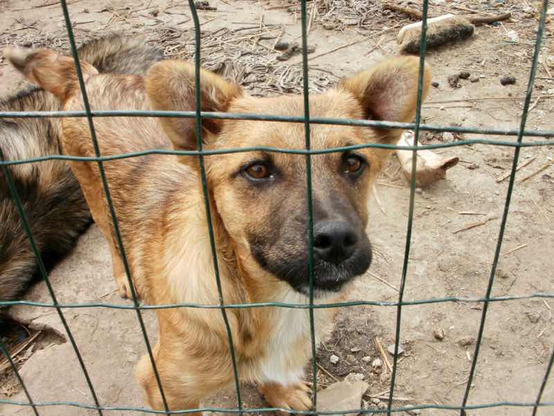 530 スペイン巡礼 サモス 田舎道 犬イチロー