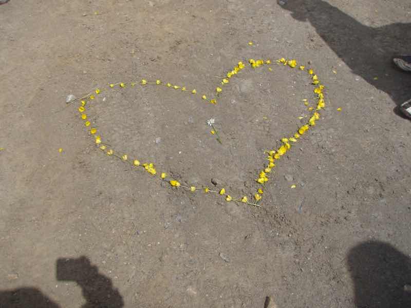 525サンティアゴ巡礼 ルイテラン 黄色花 ハート