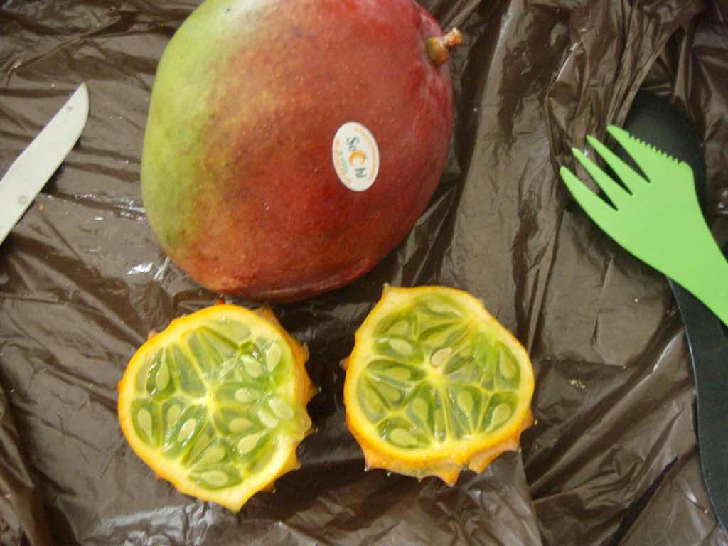 モロッコ　食用サボテン半分