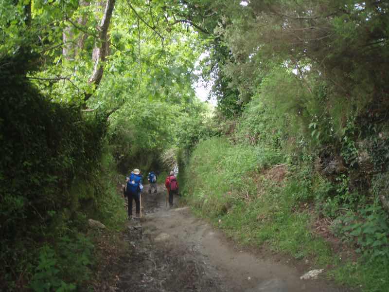 528 カミーノ　トリアカステーリャ　家畜の道