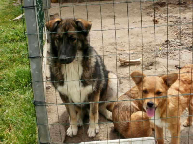 530 スペイン巡礼 サモス 田舎道 犬母子