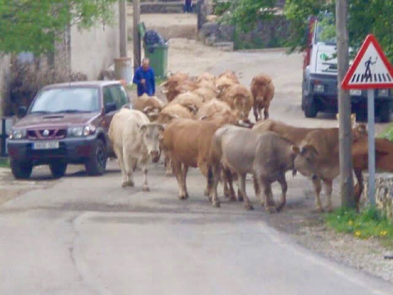 527 カミーノ　オスピタルデコンデサ　牛道路を行く