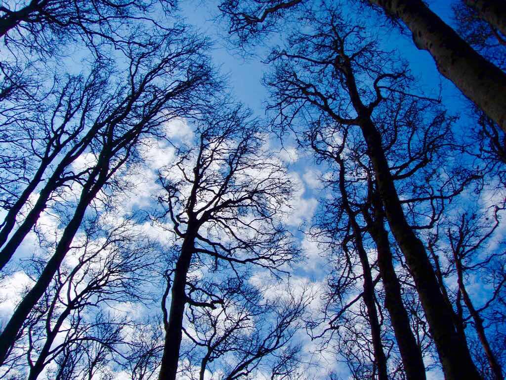 417 カミーノ スペイン巡礼 ロンセスバージェス ピレネーの木