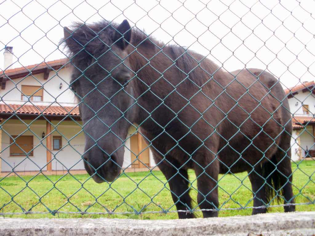 419 パンプローナ カミーノ サンティアゴ巡礼 パンプローナ 黒馬