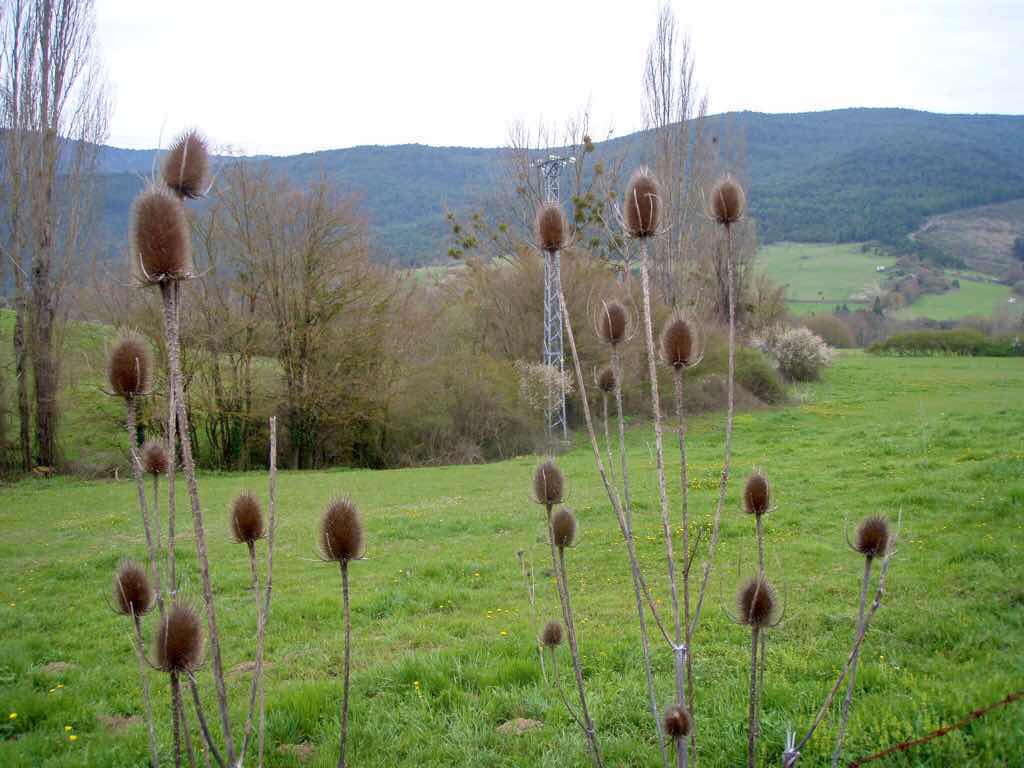 419 パンプローナ カミーノ サンティアゴ巡礼 パンプローナ ワレモコウ