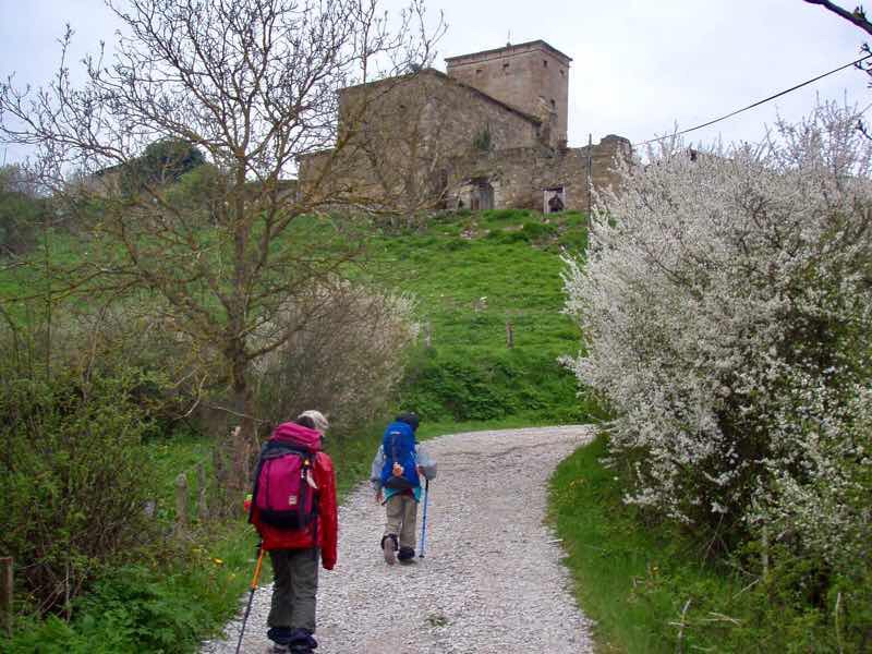 419 パンプローナ カミーノ サンティアゴ巡礼 パンプローナ 田舎道 右木花