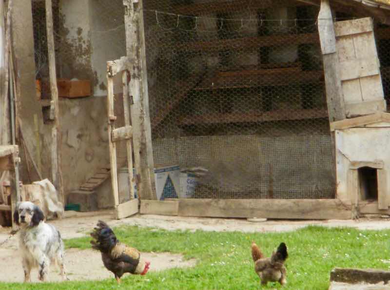 419 パンプローナ カミーノ サンティアゴ巡礼 石建物 後ろ納屋ニワトリアップ