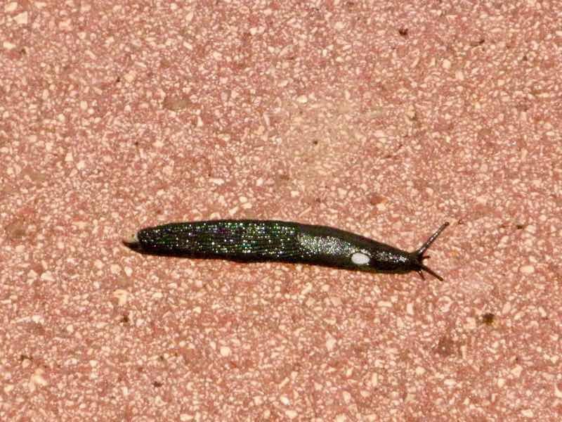 422 サンティアゴ巡礼 ウテルガ くろなめくじ