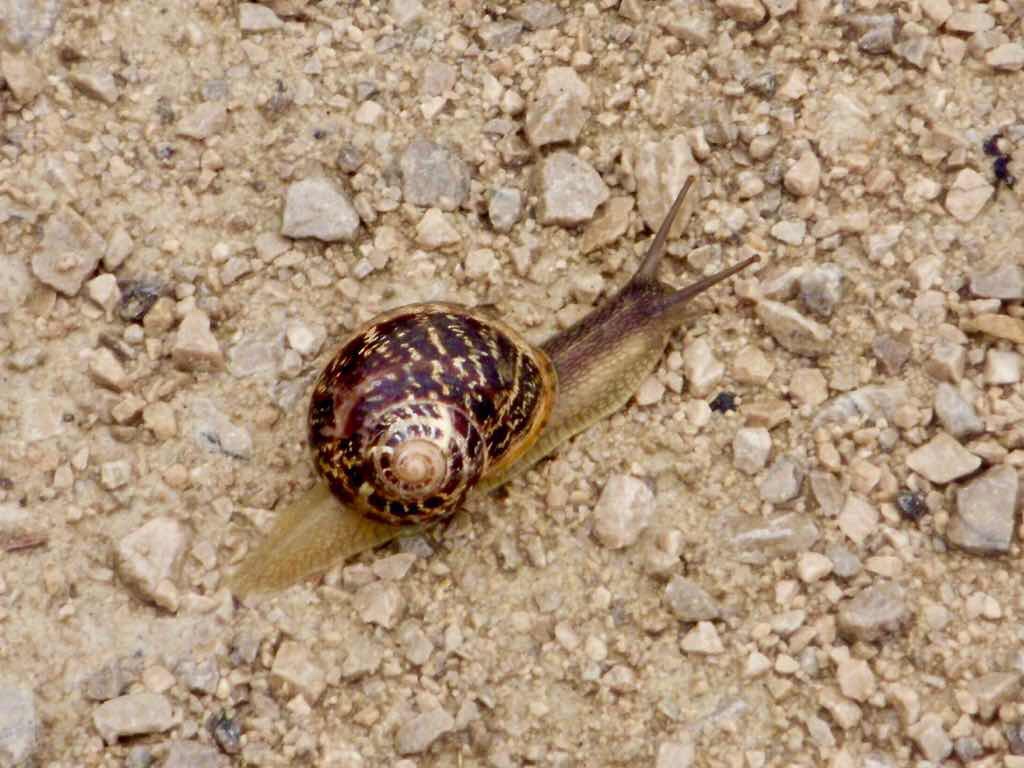 422 サンティアゴ巡礼　ウテルガ　カタツムリ