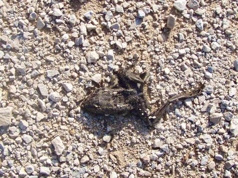 424 スペイン巡礼 エステージかえる黒