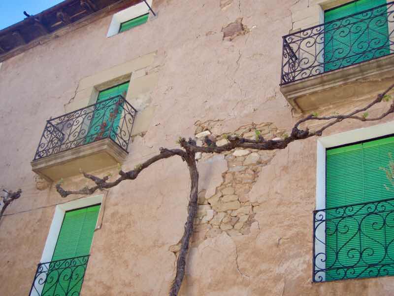 424 スペイン巡礼 町エステージャ 途中壁の木