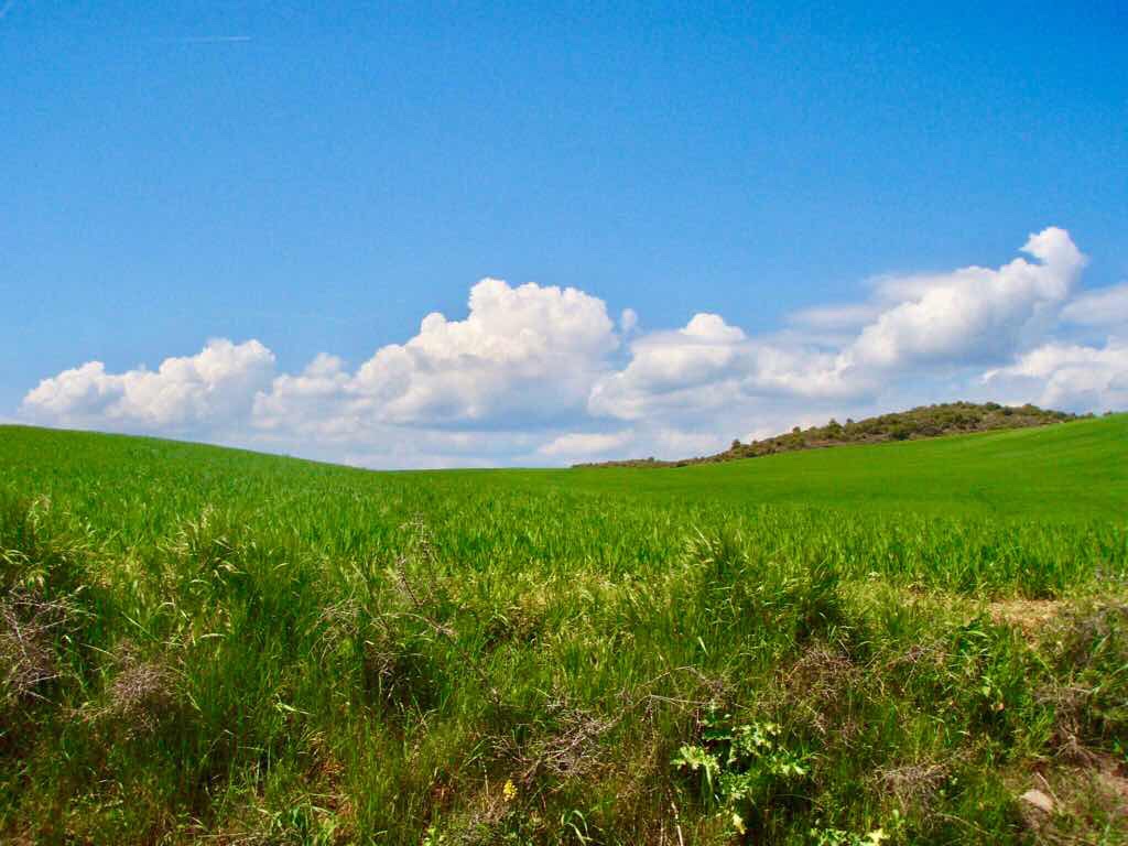425 ロスアルコス 風景 麦畑と雲 スペイン カミーノ