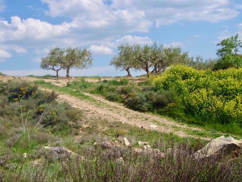425 ロスアルコス 風景木が二本 スペイン カミーノ