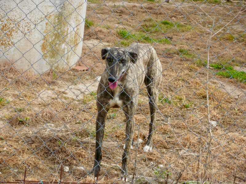 425 ロスアルコス イヌ スペイン カミーノ