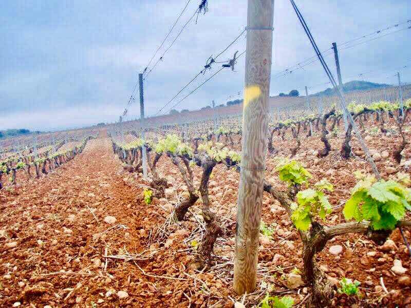 430 スペイン巡礼　風景ブドウ畑　ナヘラ　子連れサンティアゴ巡礼