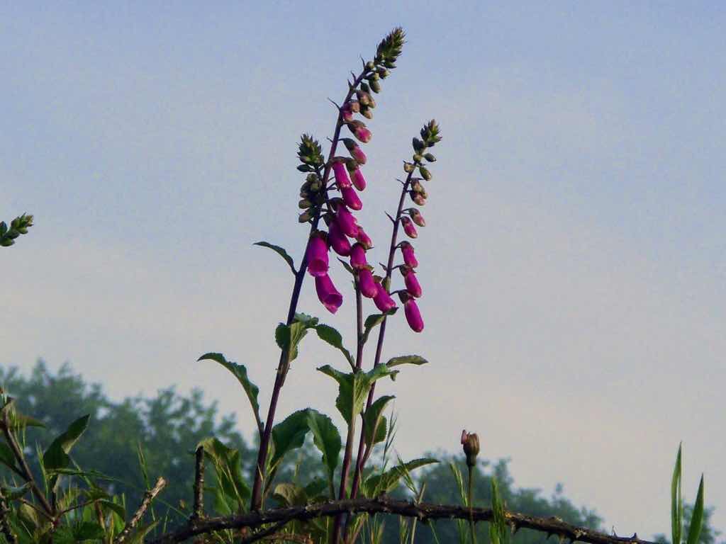 601 カミーノ caminoポルトマリンportmarin 朝焼けデジタリアン
