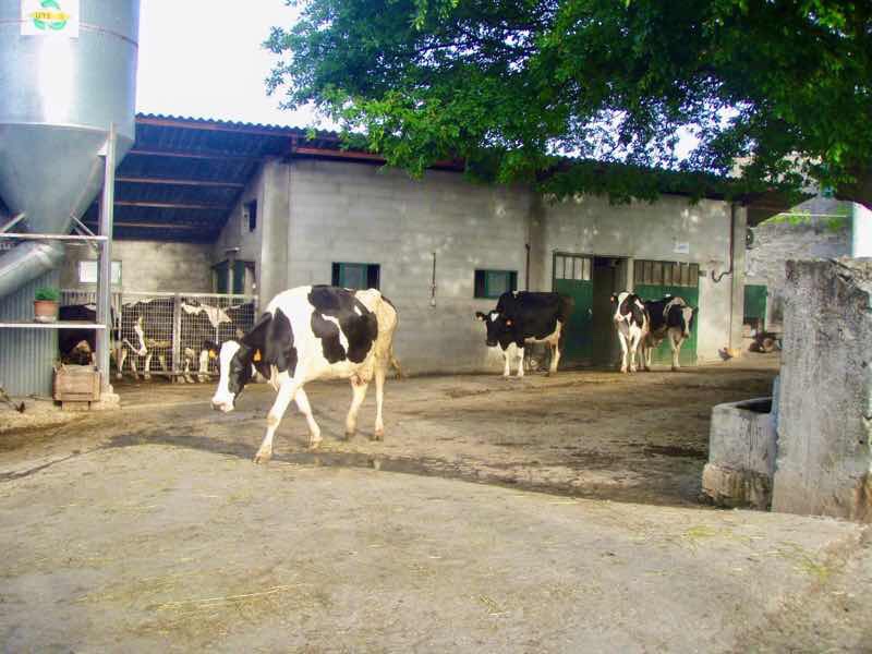 601 カミーノ　caminoポルトマリンportmarin 牛小屋にいるいる