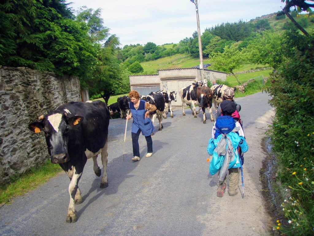 601 カミーノ caminoポルトマリンportmarin 牛行進 12
