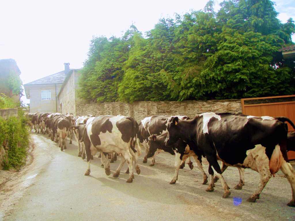 601 カミーノ caminoポルトマリンportmarin 牛行進 いるいる