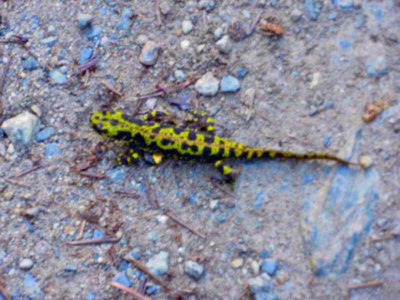 602 Camino カミーノ パラスデレイ papas de rai 向かう トカゲ