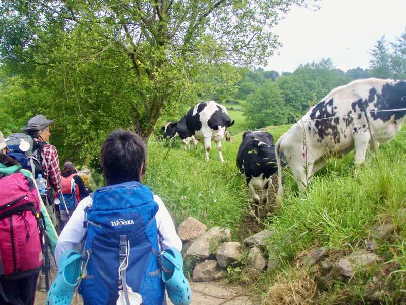 602 Camino カミーノ パラスデレイ papas de rai 向かう 田舎道牛 12n
