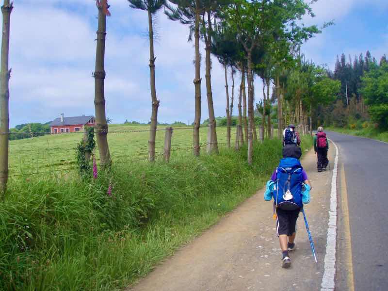 602 Camino カミーノ パラスデレイ papas de rai 向かう 田舎道林 12n