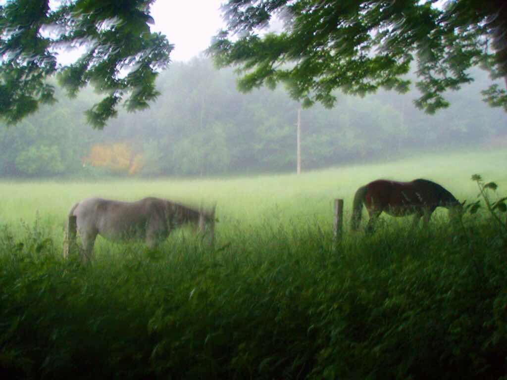 603 カミーノ リバディソ・デ・バイソ 田舎道牧場 馬二頭