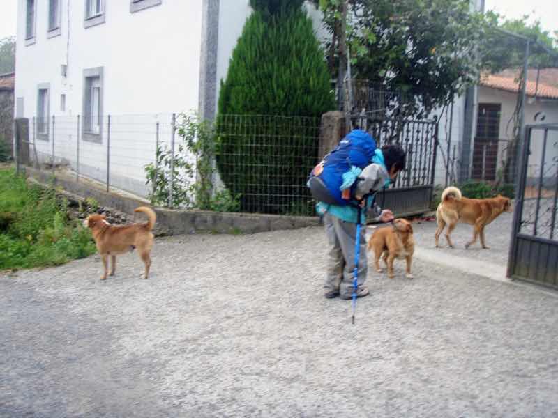 603 カミーノ リバディソ・デ・バイソ 犬2