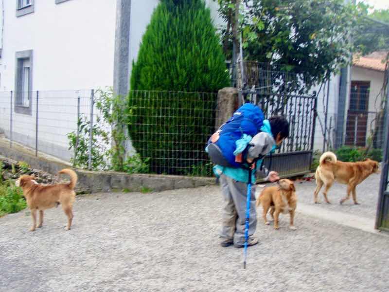 603 カミーノ リバディソ・デ・バイソ 2犬3匹