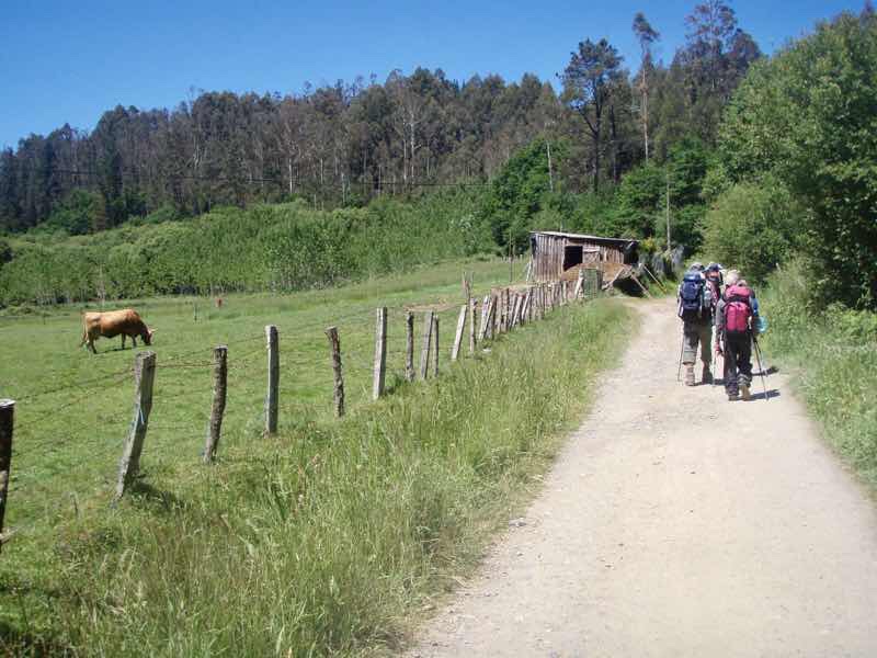 603 カミーノ リバディソ・デ・バイソ 田舎道牧場