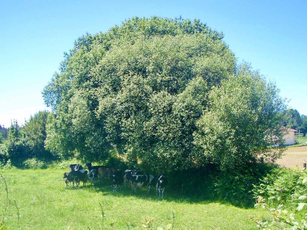 603 カミーノ リバディソ・デ・バイソ草はら牛 木下